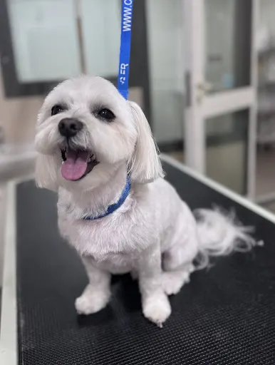 GroomDogs Salon Pielęgnacji Psów Sosnowiec